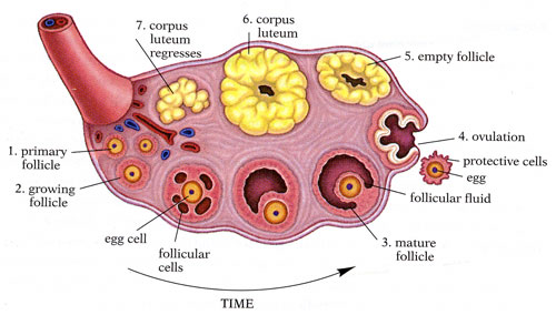 View of the ovarian cycle from follicle development to corpus luteum formation and regression