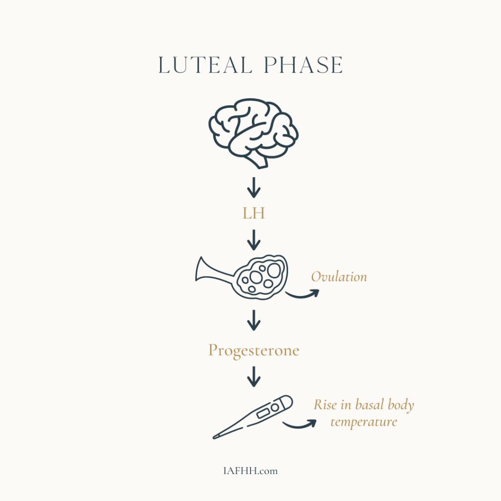 Image displaying hormonal actions of the luteal phase